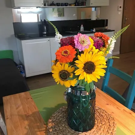 Seagull * גדנסק